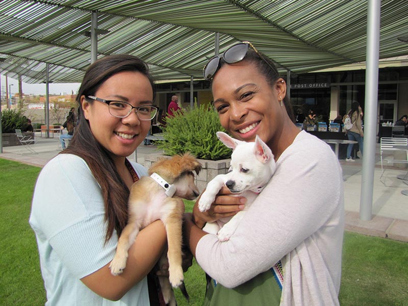 puppies